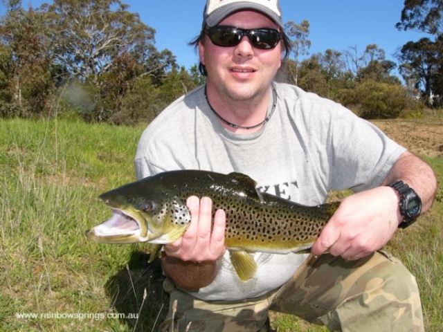 A beautiful brown trout
