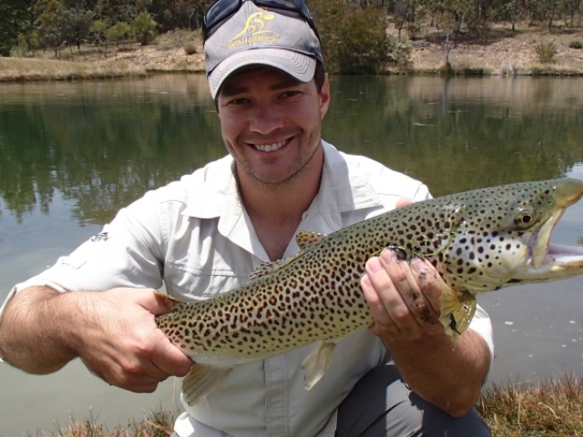 A golden coloured brown trout