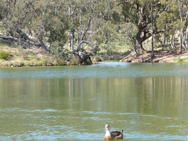 Duck on the water with view towards creek