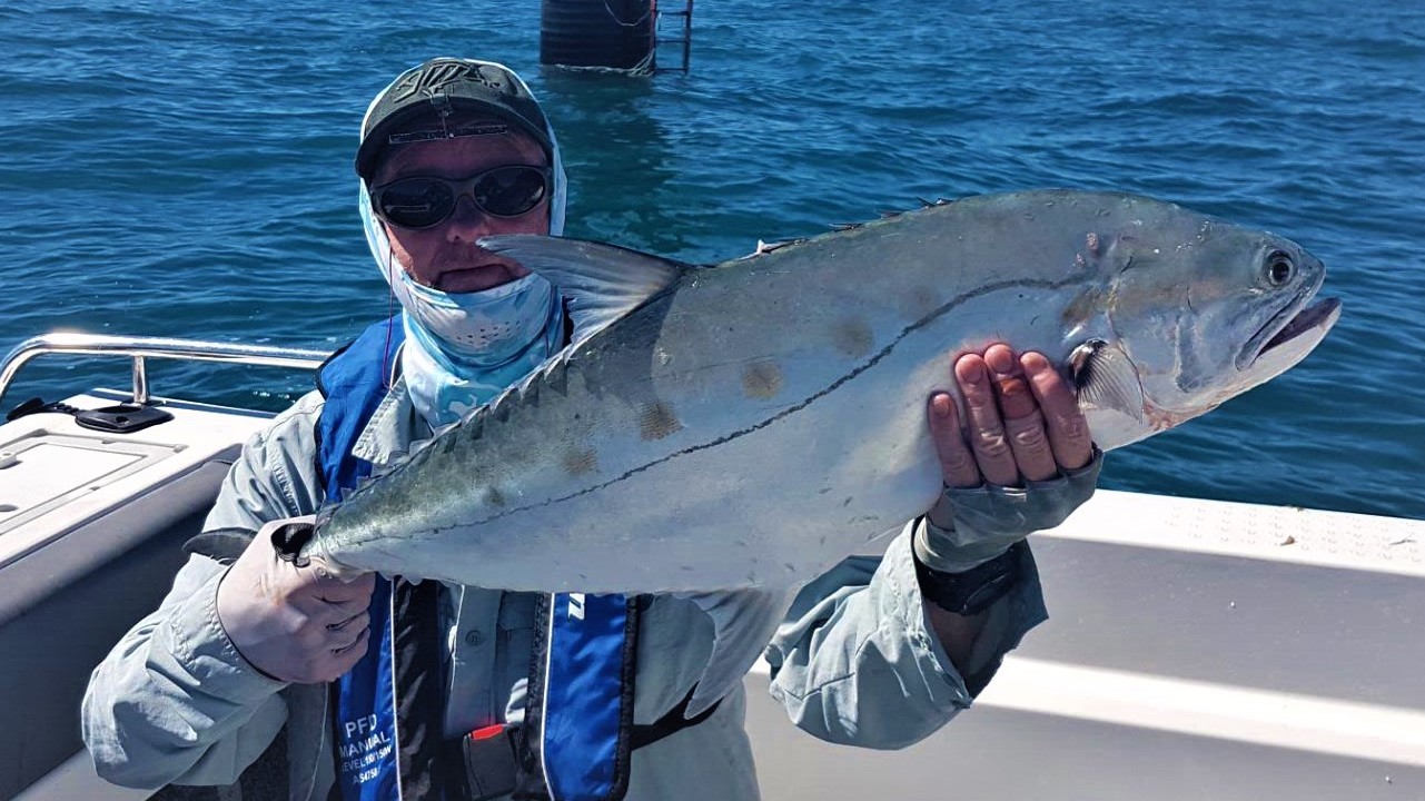 saltwater fly fishing, queenfish on fly