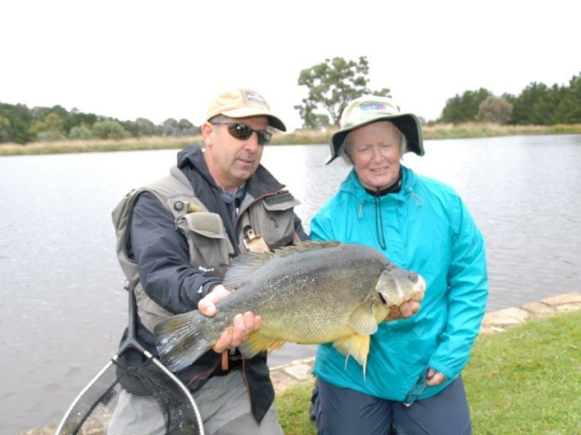 Fly Fishing, Golden Perch, Native fish on Fly