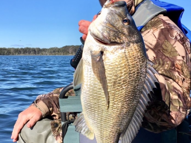 Bream on fly, saltwater fly fishing