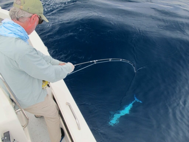 marlin on fly, big game salt water fly fishing, 12wt fly action