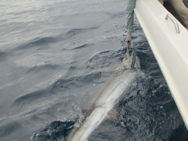 marlin on fly, big game salt water fly fishing, 12wt fly action