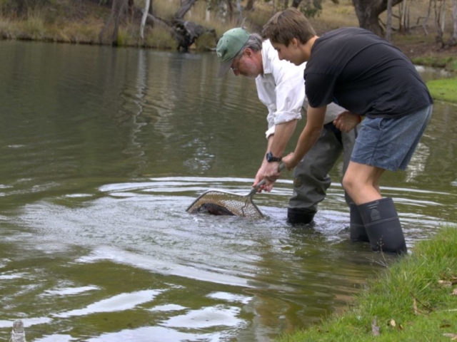 Acyoung man trying to net a monster fish at Rainbow Springs Fly Fishing School