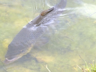 Very clever brown trout feeding in the shallows