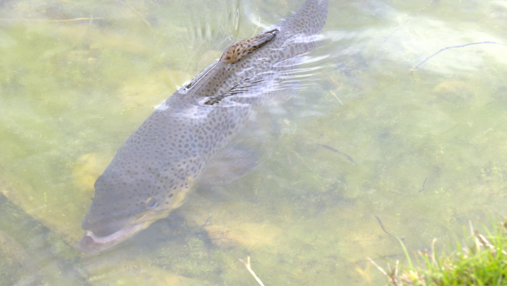 Very clever brown trout feeding in the shallows
