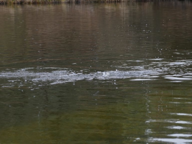 Ripple on water from fish eating bugs on the surface