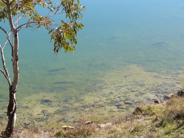 Fish swimming around in clear water