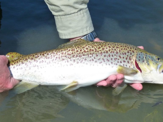 A picture of releasing a big trout with great care