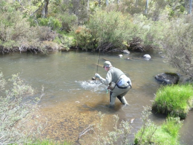 Fly fishing in a bushy stream