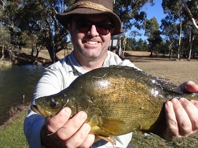 Fly fishing, Golden Perch, fly casting