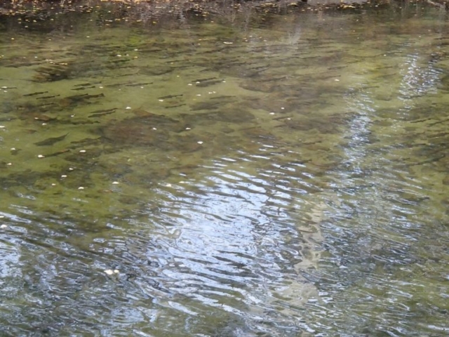 A picture of hundreds of trout in a river