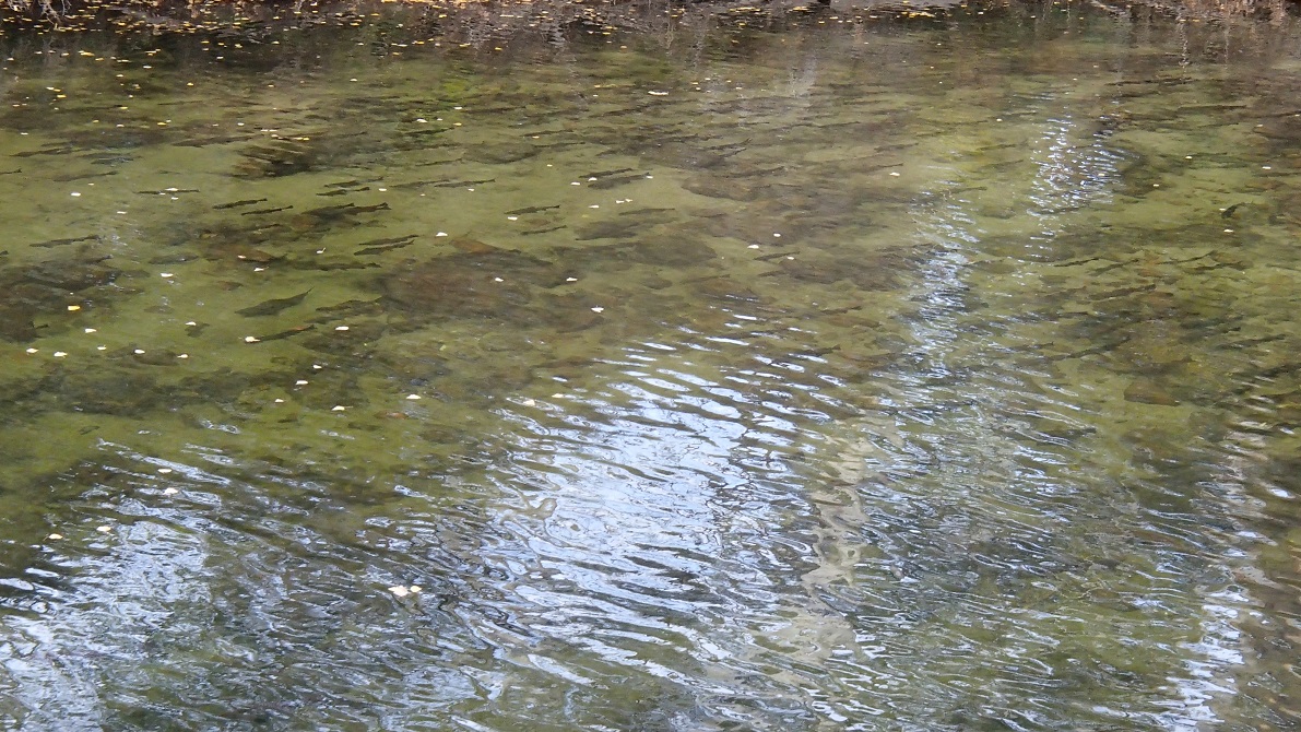 A picture of hundreds of trout in a river