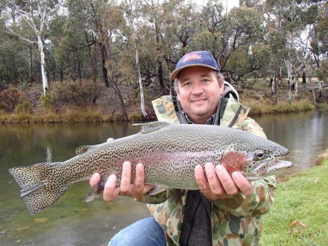 rainbow trout, fly fishing