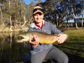 Brown trout on fly, fly fishing, learn to fly fish