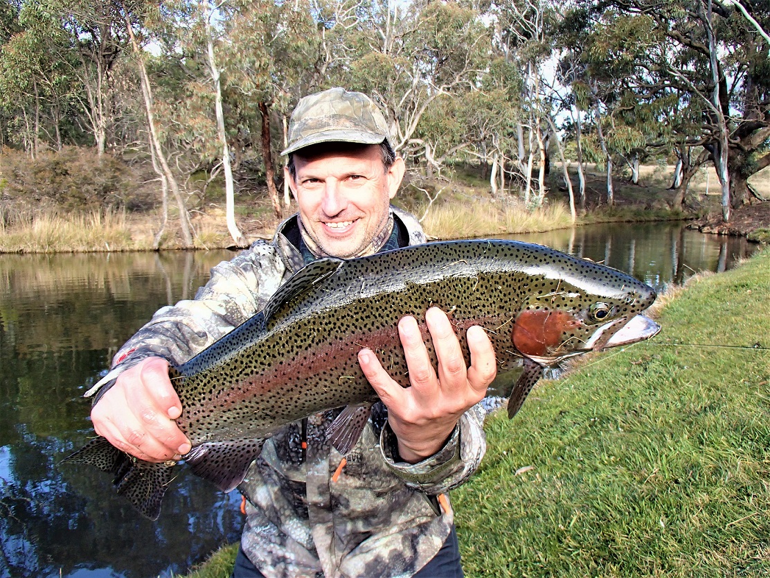 rainbow trout, fly fishing