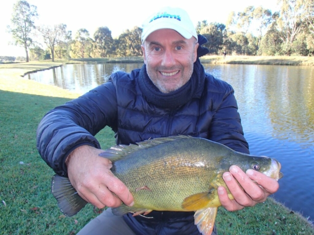 Fly Fishing, Golden Perch, Native fish on Fly