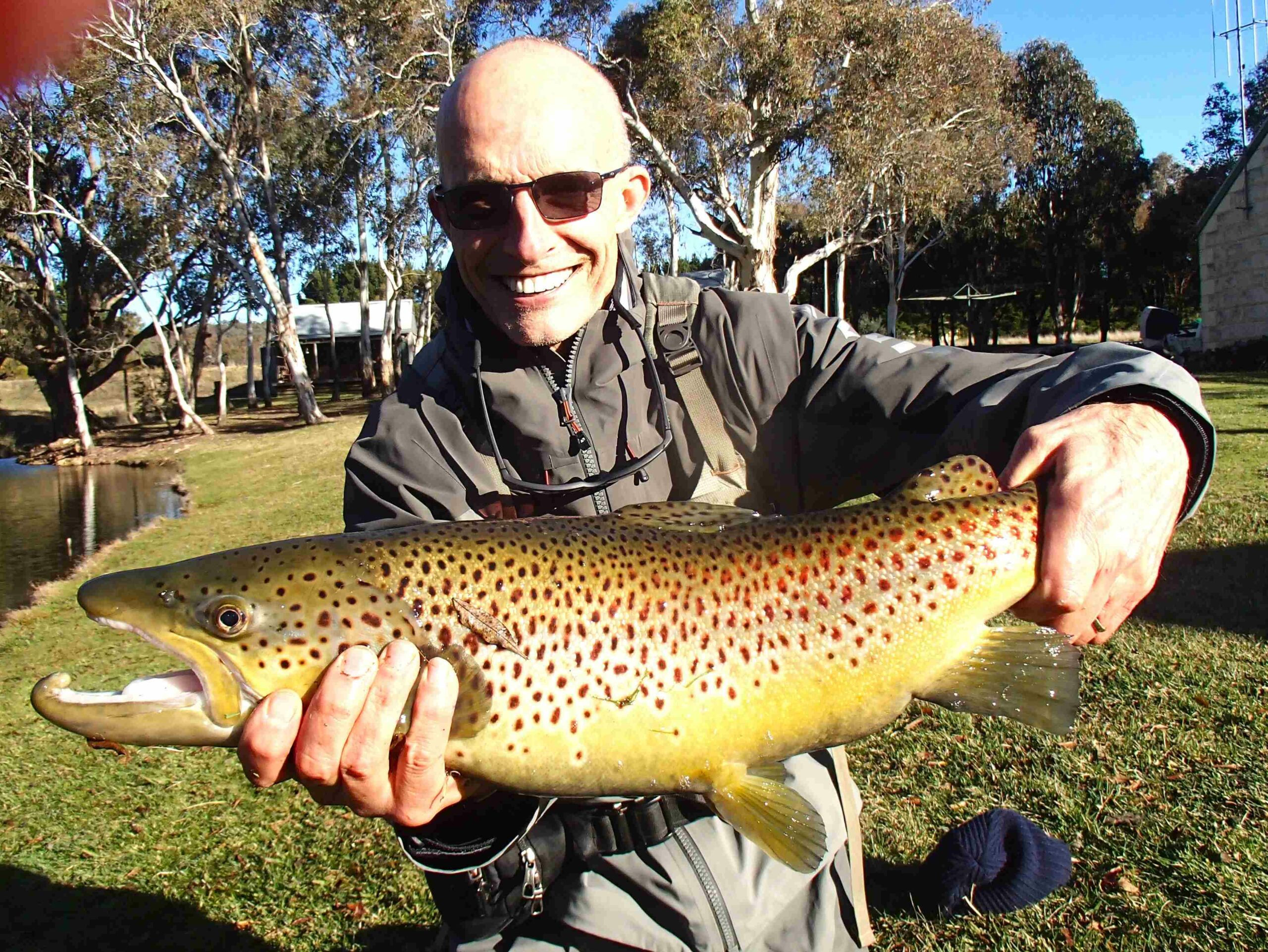 Brown trout on fly, fly fishing, learn to fly fish