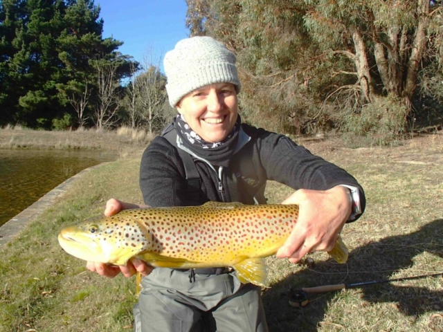 Brown trout on fly, fly fishing, learn to fly fish