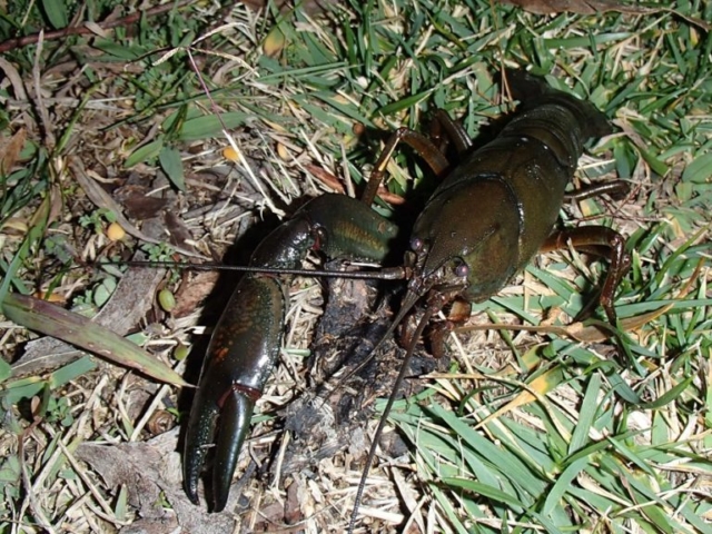 Photo of big yabby by the edge of the lake