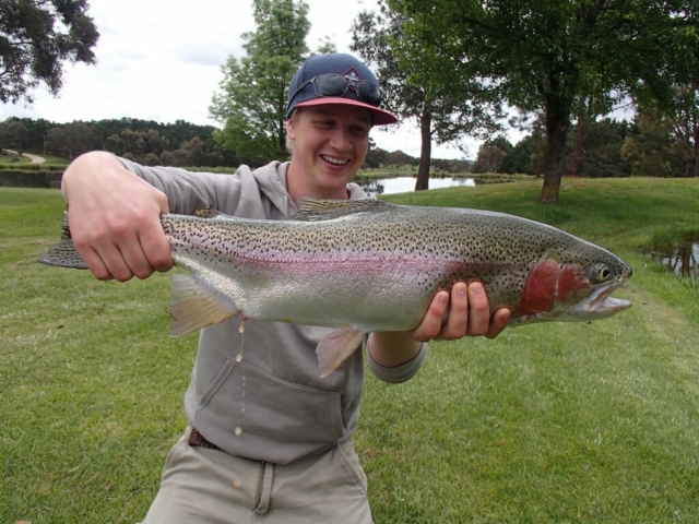 Rainbow Trout, Dry fly fishing, mayfly fishing, Possum Emergers