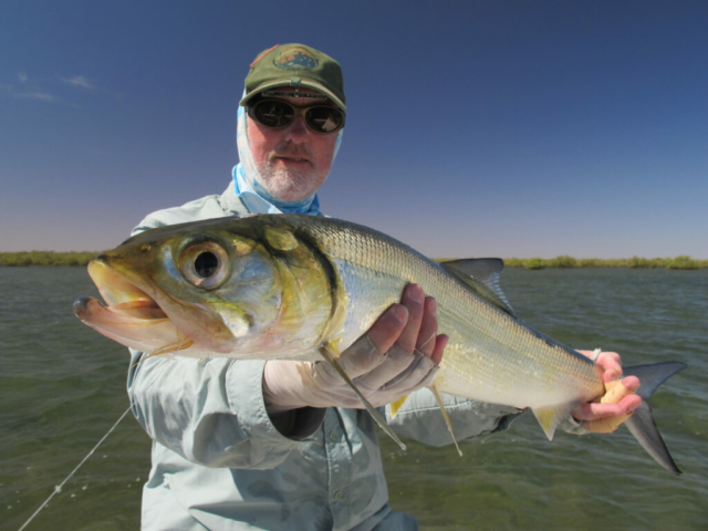 Ladyfish on fly, giant herring on fly, saltwater fly fishing,