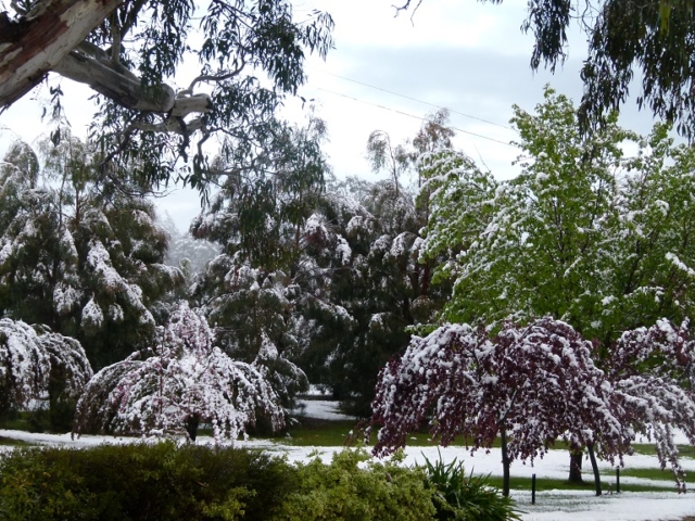 Trees heavily laaiden with snow