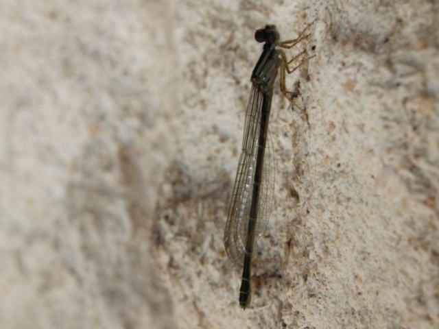 Bugs hatching on the homestead walls