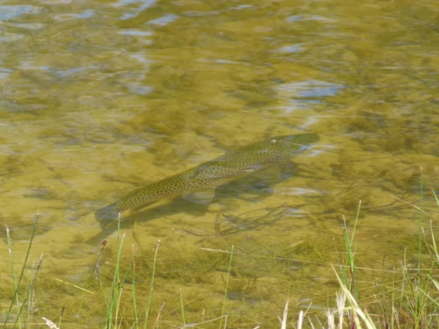 A brown trout cruising the edges for food