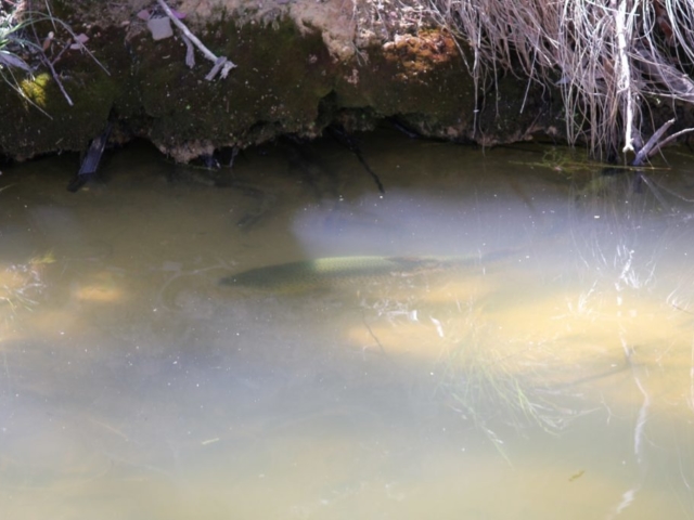 A trout sitting near an undercut bank