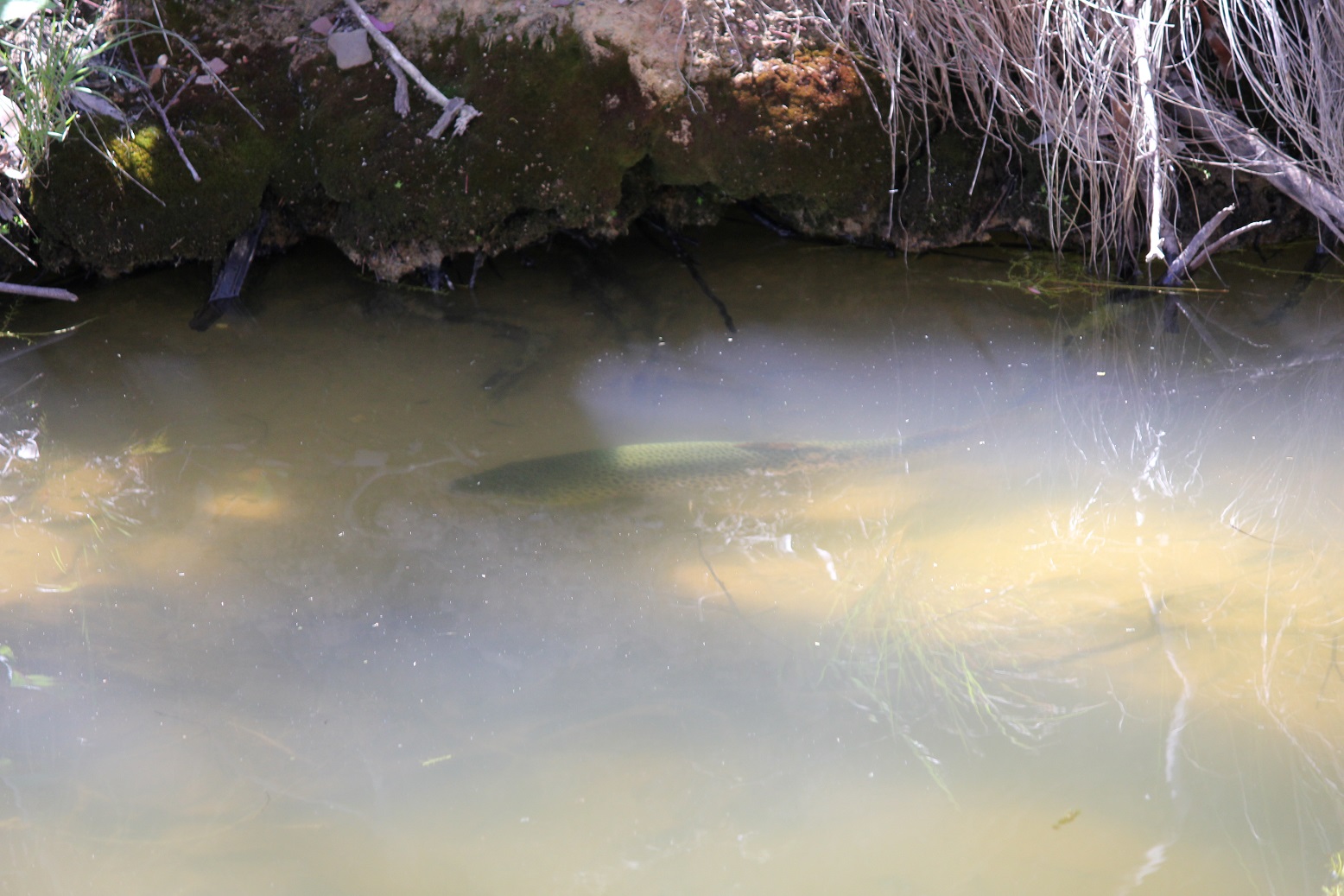 A trout sitting near an undercut bank