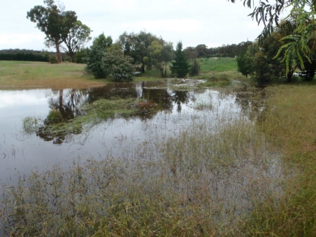 Water level coming up through the grass