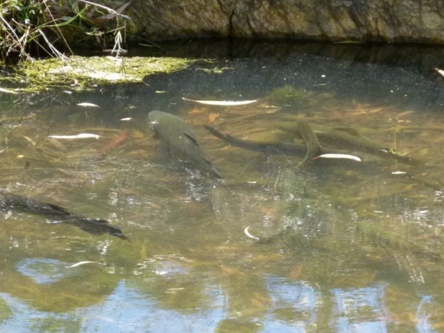 Picture of lots of brown trout together