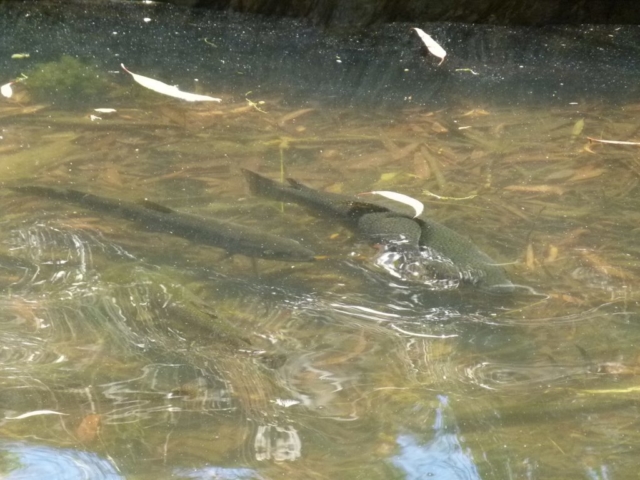 Fish gathered up the creek waiting to spawn
