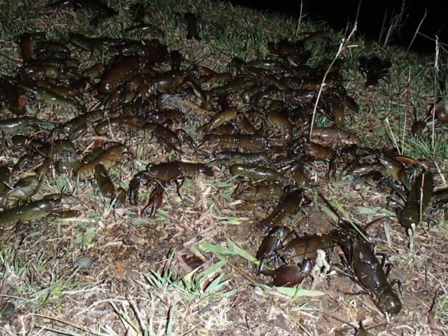 lots of yabbies beside the edge of the water