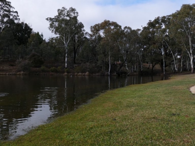 Fish rising to insects on the water