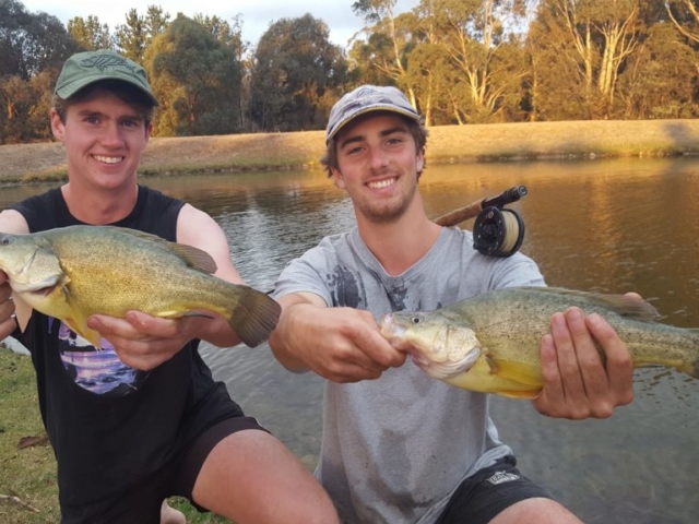 Golden Perch on Fly, fly fishing for native fish